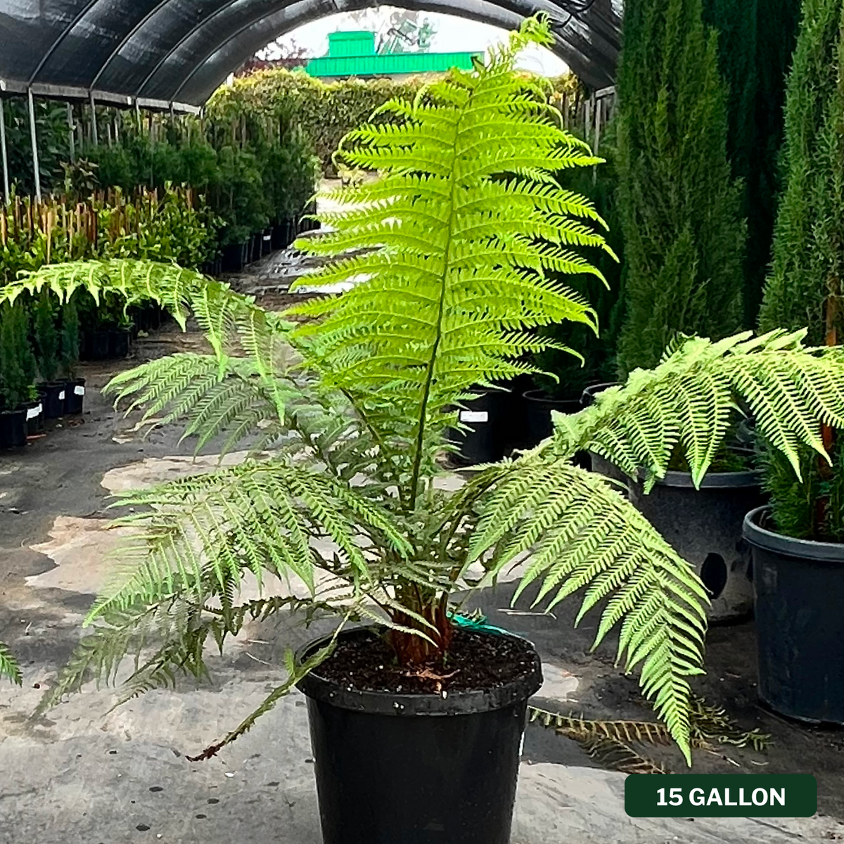 Tasmanian Tree Fern