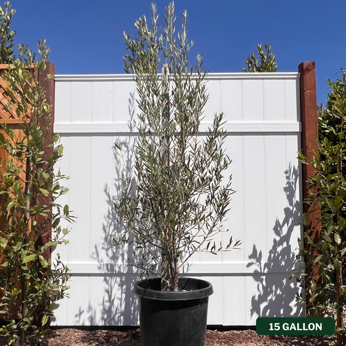 Wilson Olive Tree