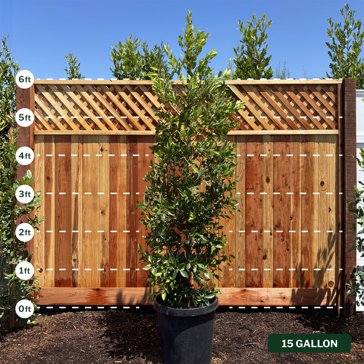 Indian Laurel