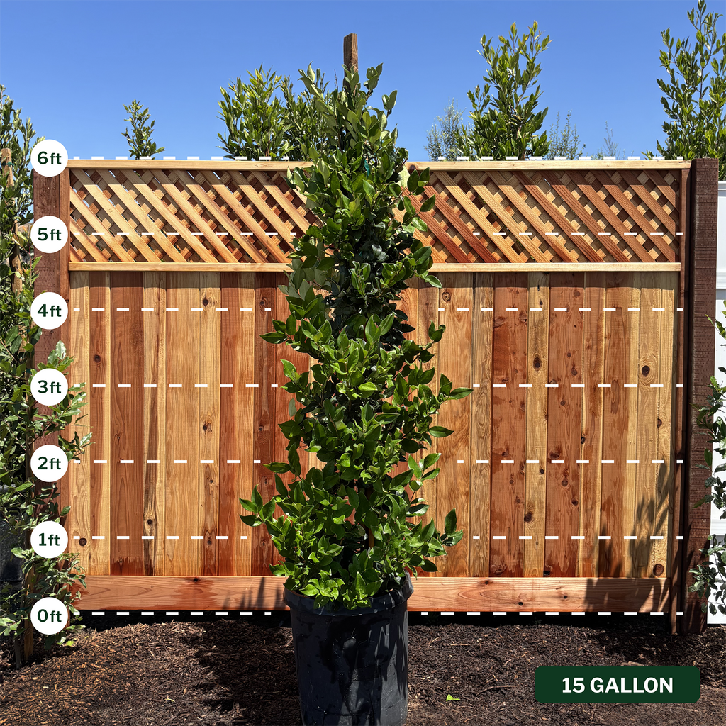 Waxleaf Privet Staked Column