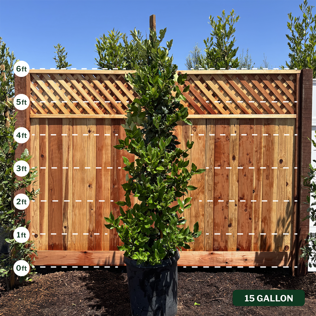 Waxleaf Privet Staked Column