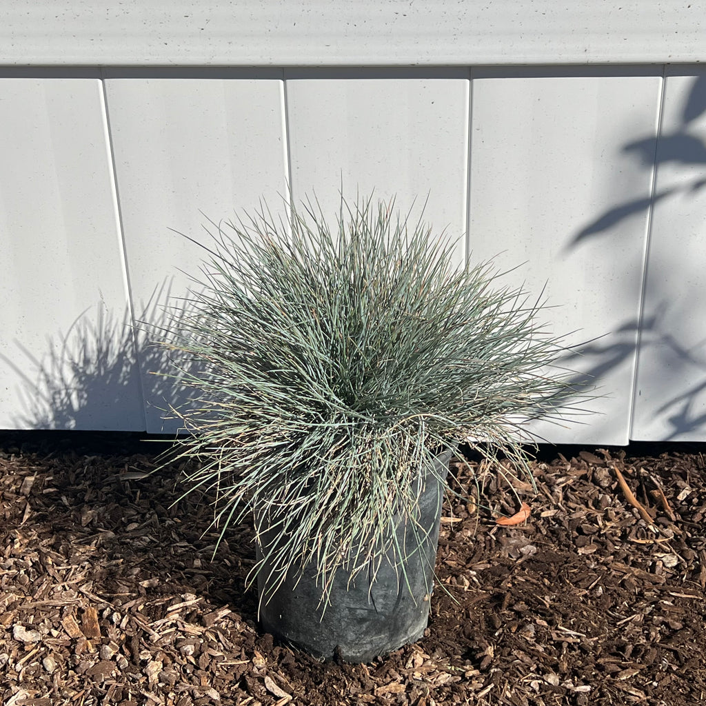 Elijah Blue Fescue in a 1 gallon nursery container