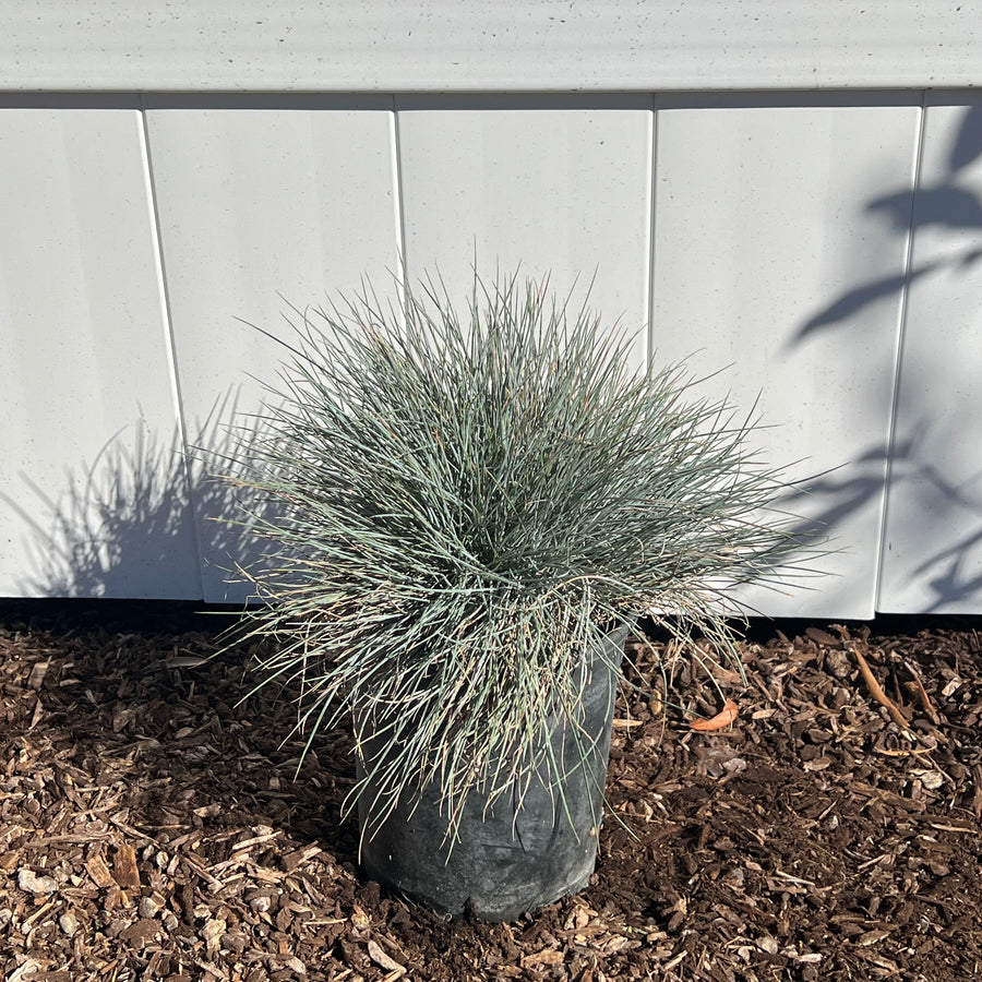 Elijah Blue Fescue in a 1 gallon nursery container