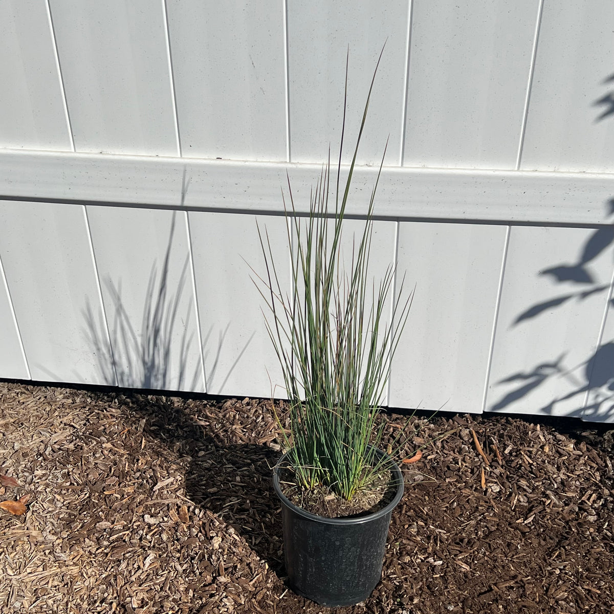 Elk Blue California Gray Rush in a 1 gallon nursery container