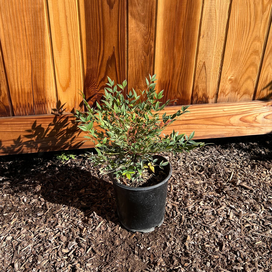 Gulf Stream Heavenly Bamboo in a 1 gallon nursery container