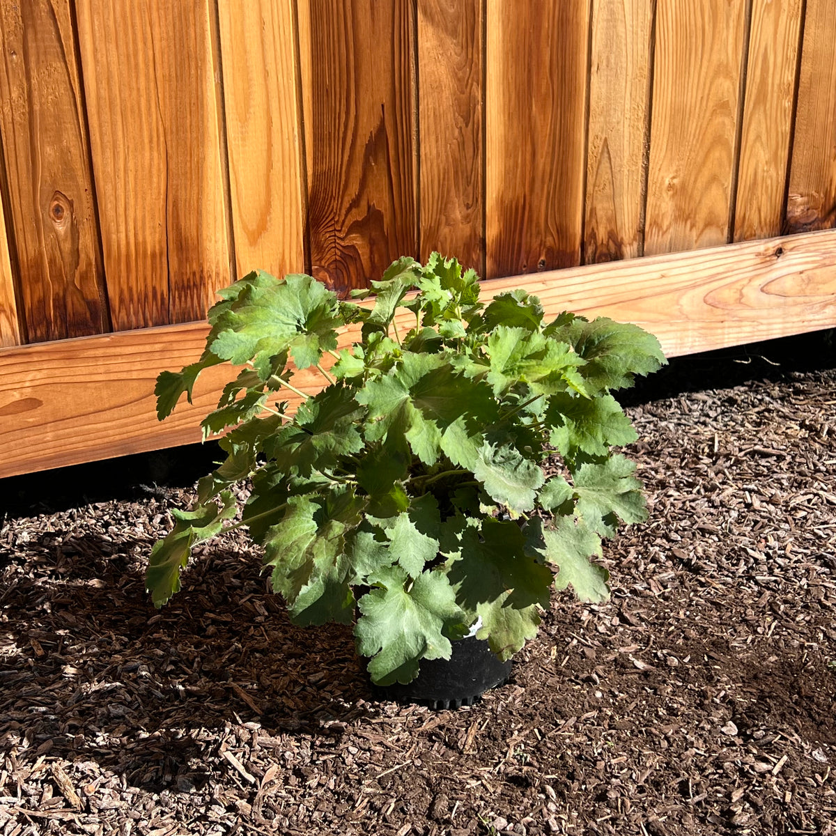Island Alum Root in a 1 gallon nursery container