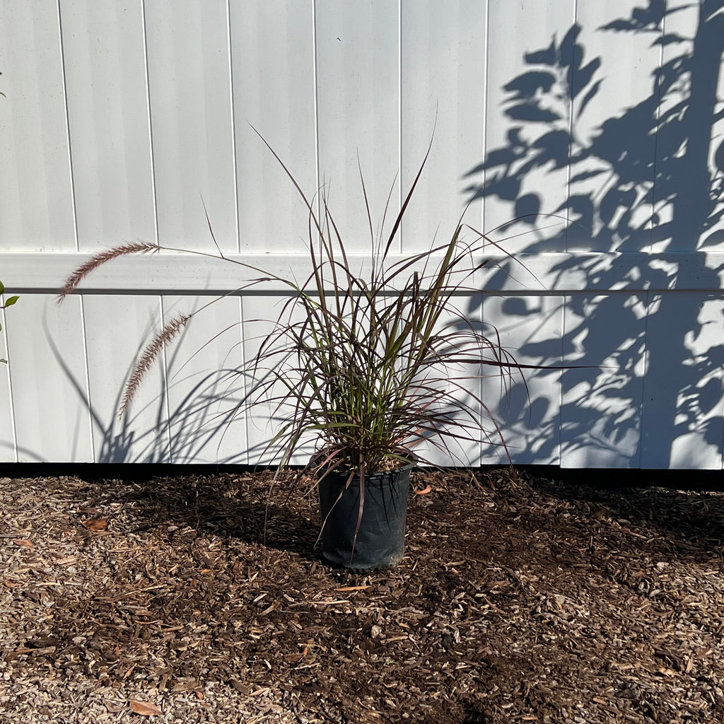 Red Fountain Grass in a 1 gallon nursery container