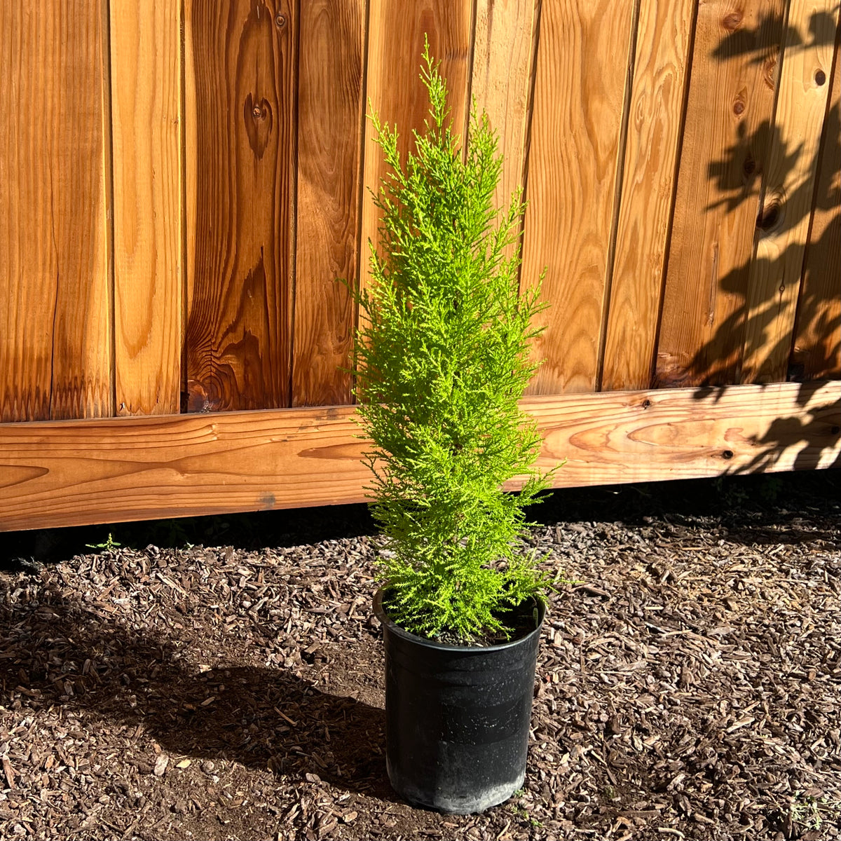 Wilma Goldcrest Cypress in a 1 gallon nursery container