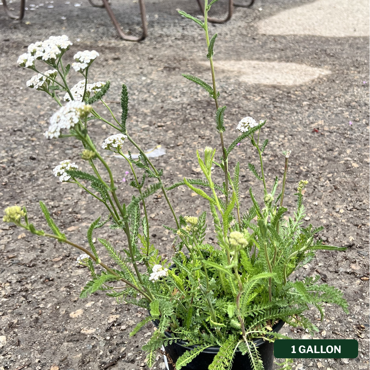 White Yarrow
