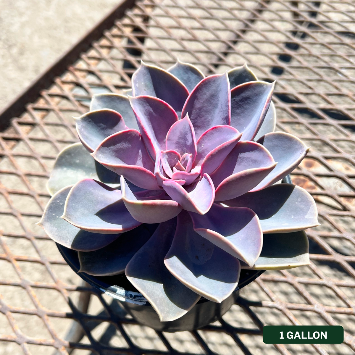 Echeveria Perle von Nurnberg