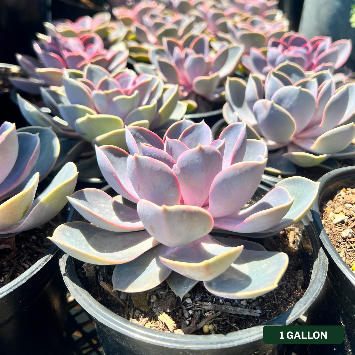 Echeveria Perle von Nurnberg