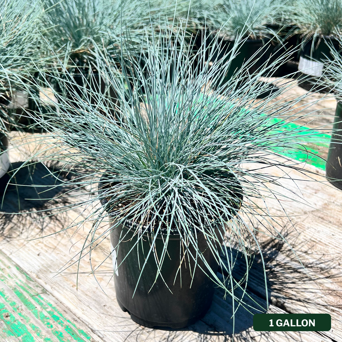 Elijah Blue Fescue