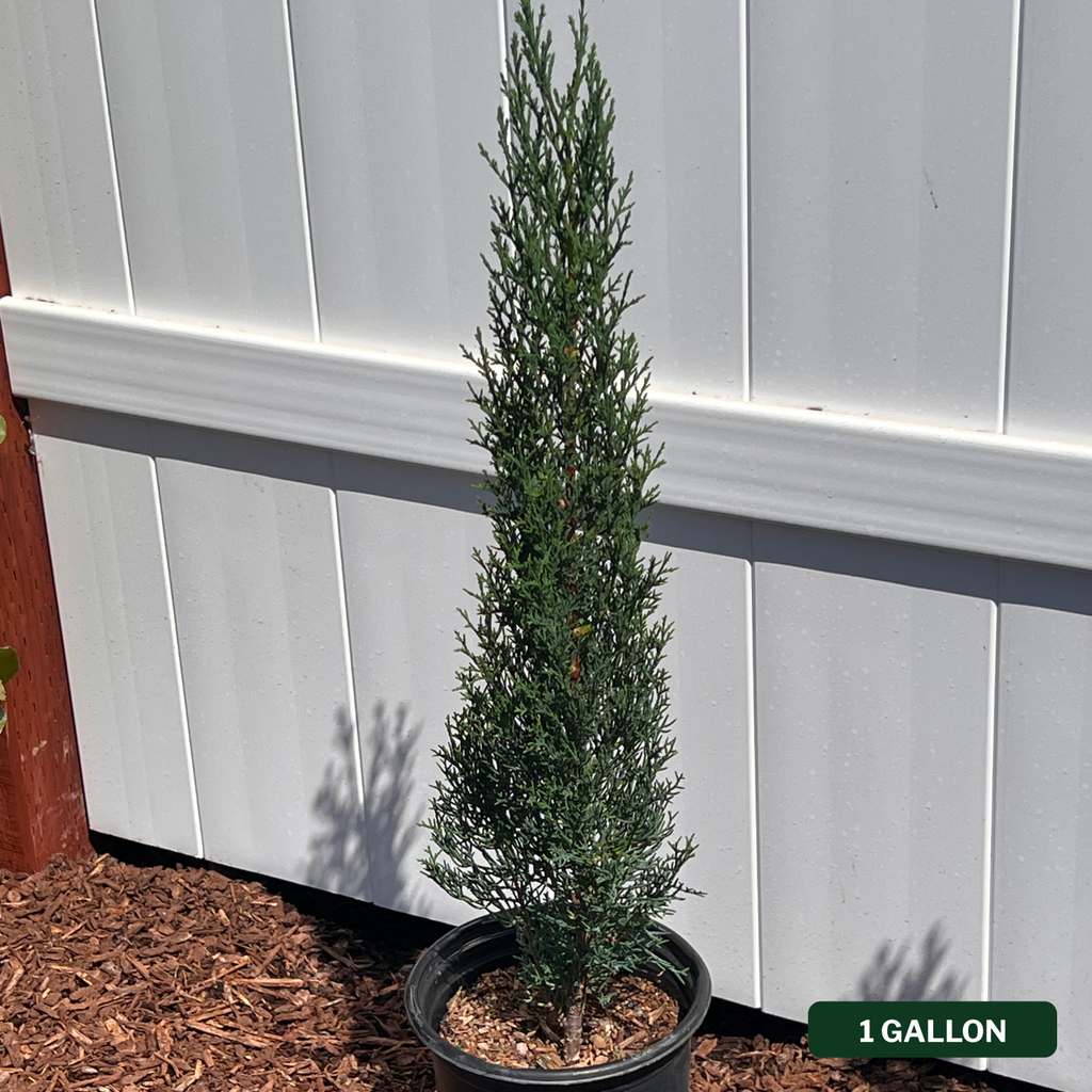 Italian Cypress