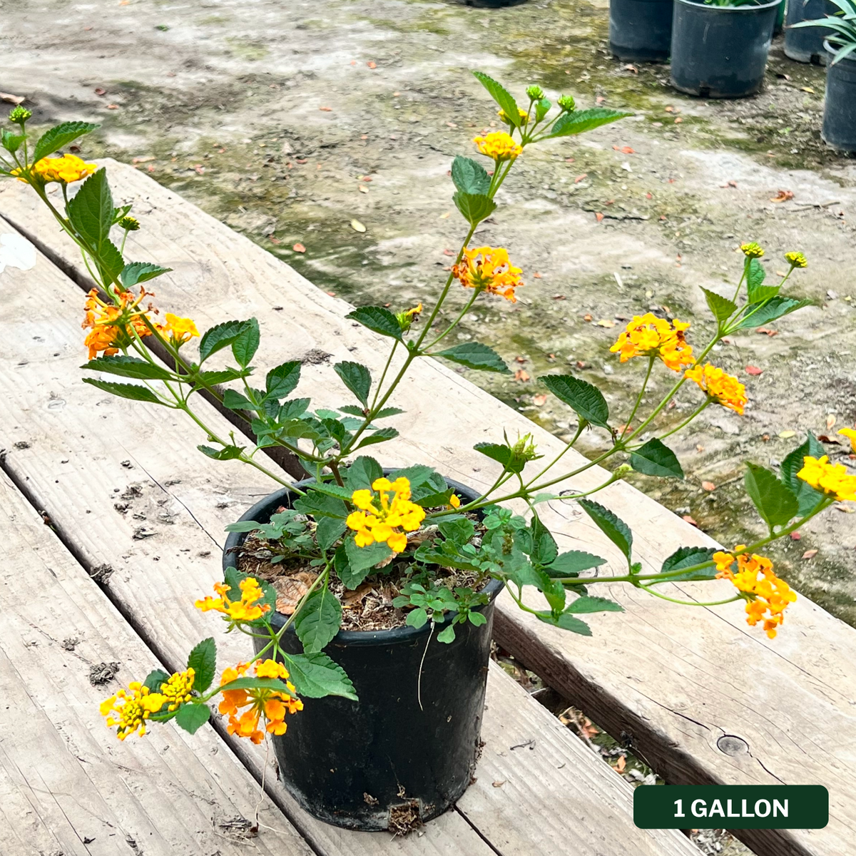 New Gold Lantana