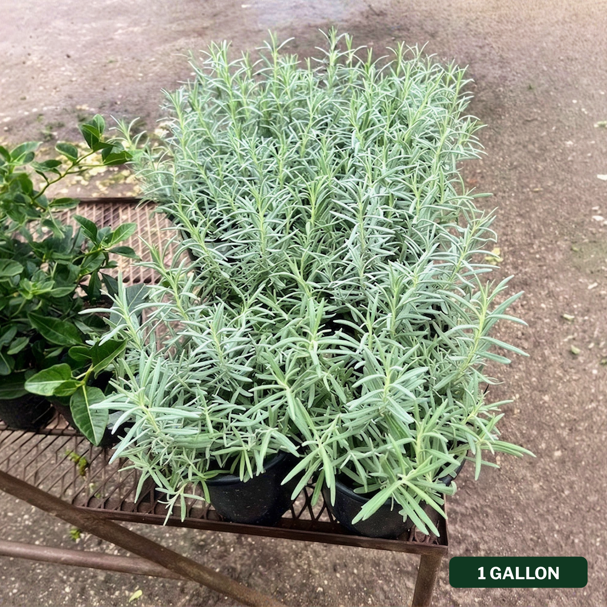 Munstead Lavender