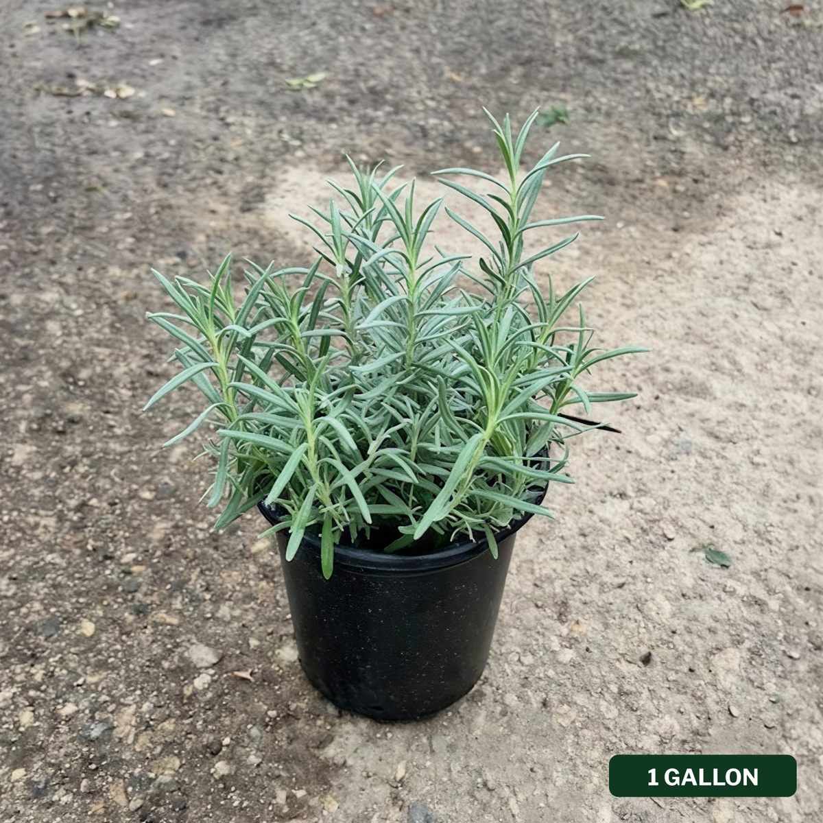 Munstead Lavender