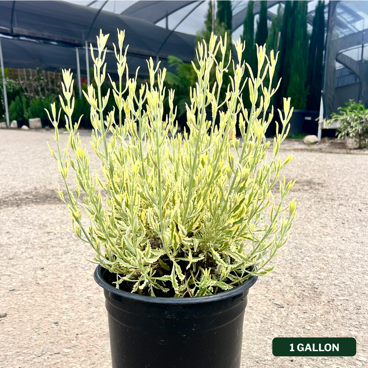 Meerlo Lavender