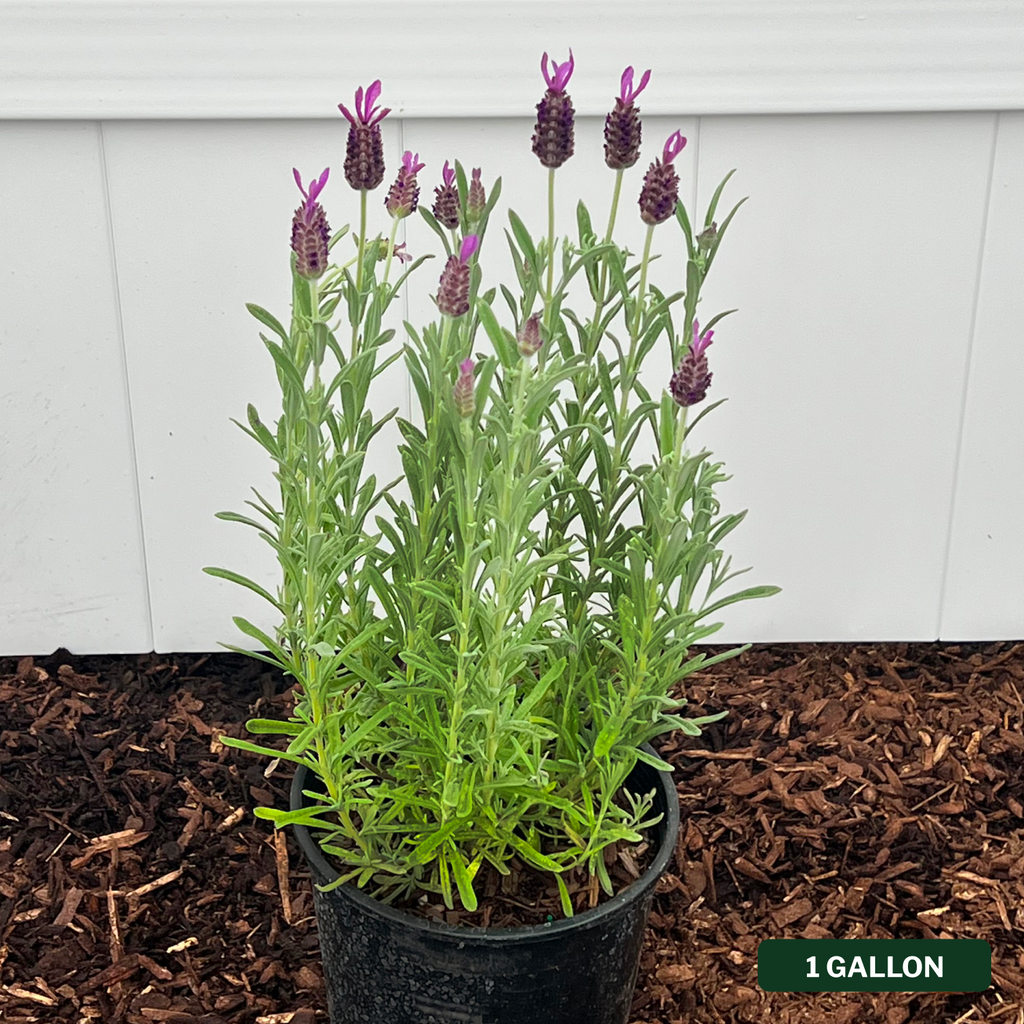 Otto Quast Spanish Lavender