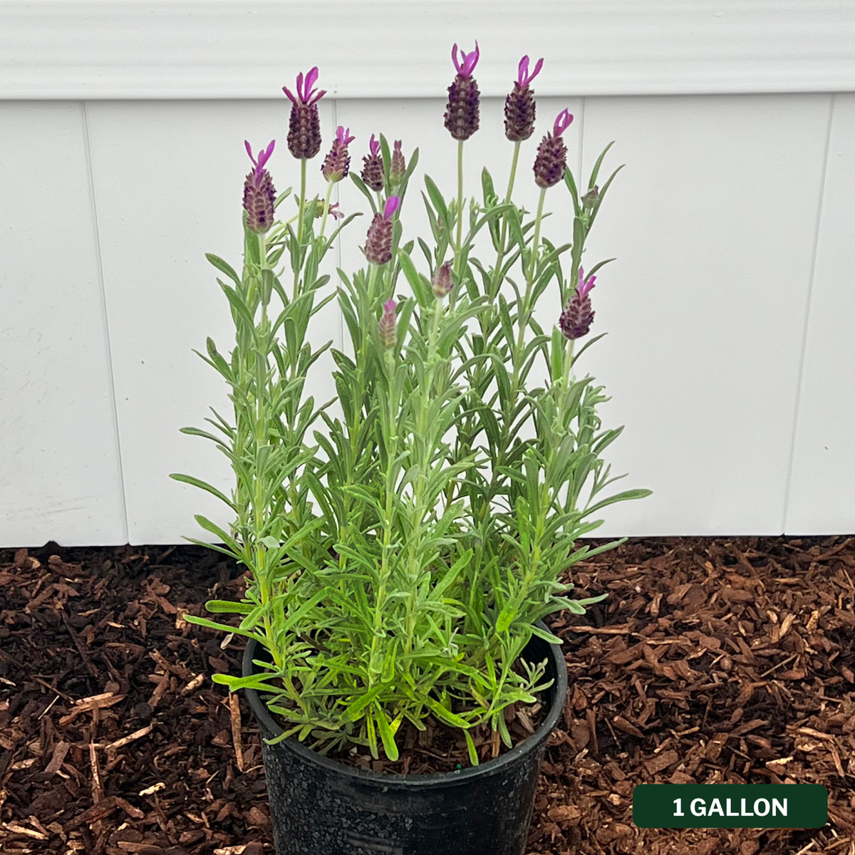 Otto Quast Spanish Lavender