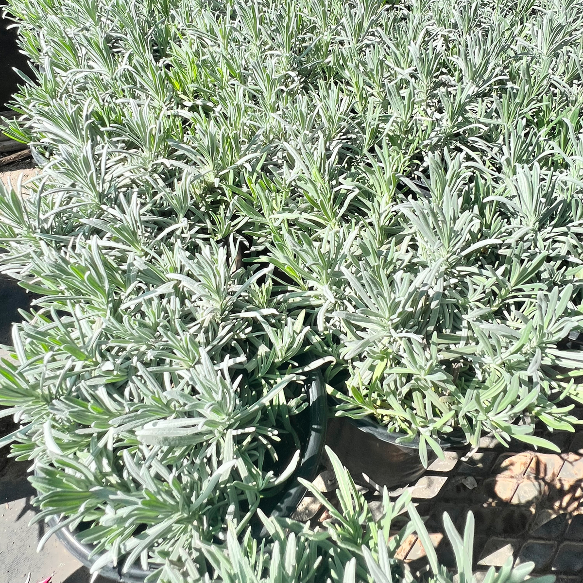 Provence Lavender