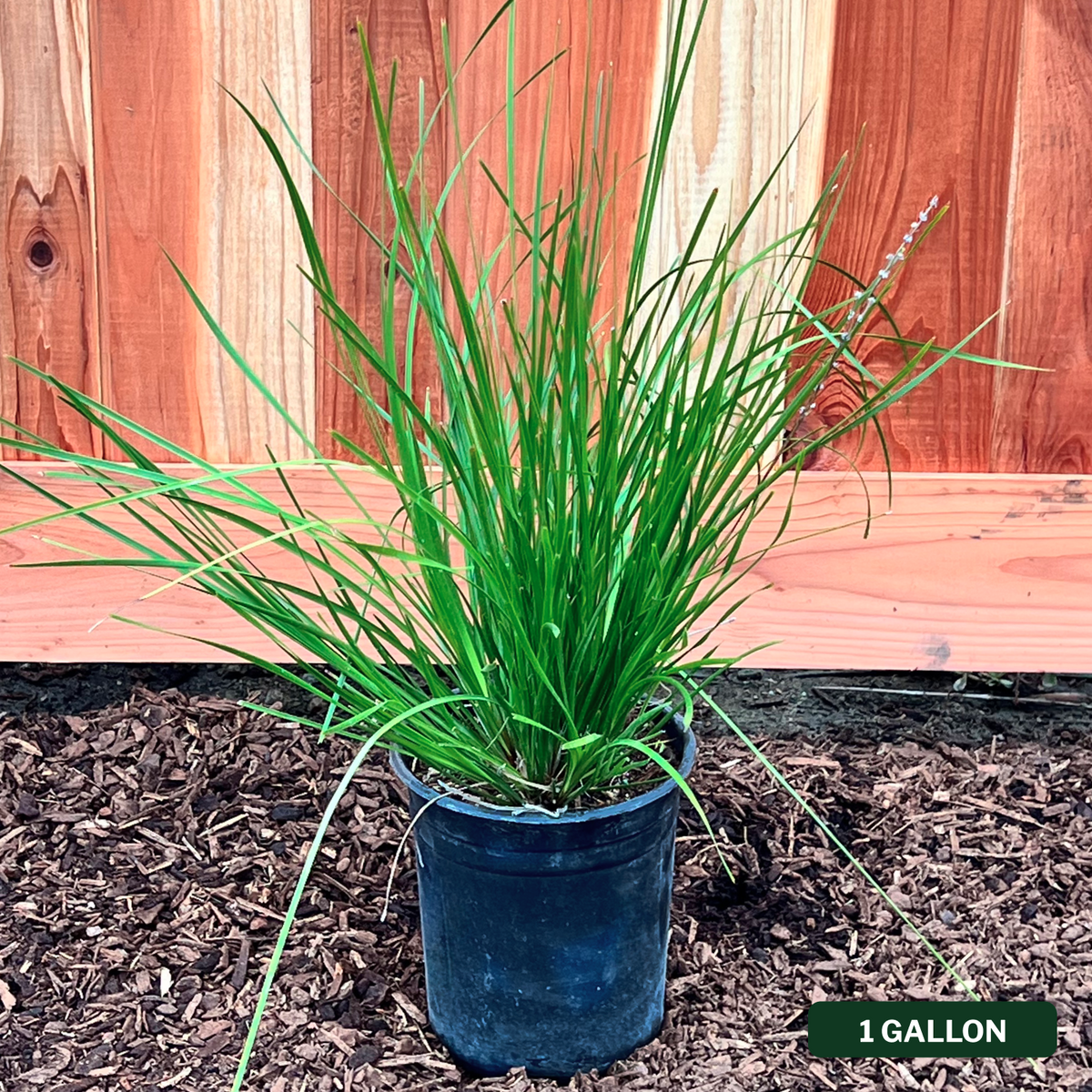 Lomandra Breeze