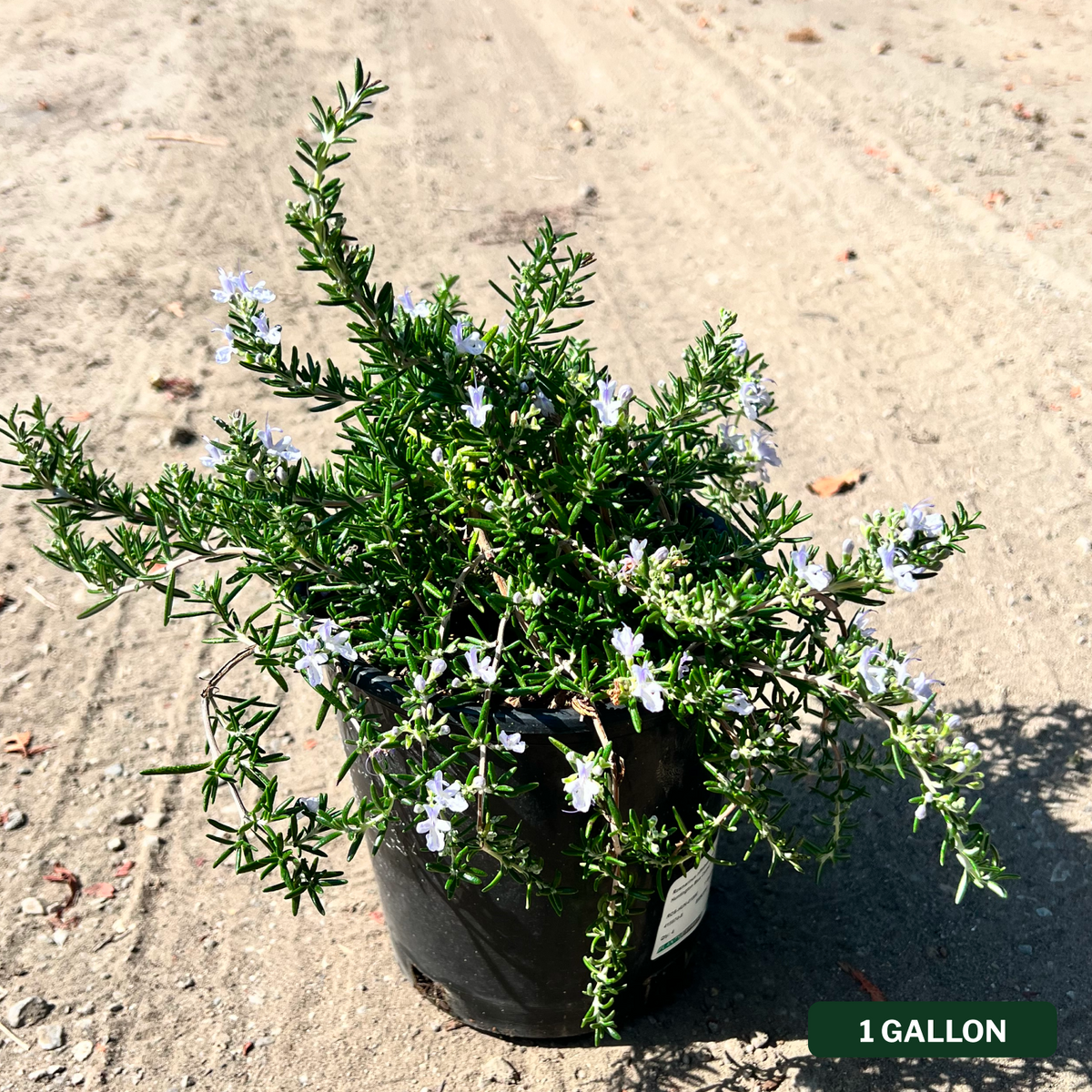 Huntington Carpet Rosemary