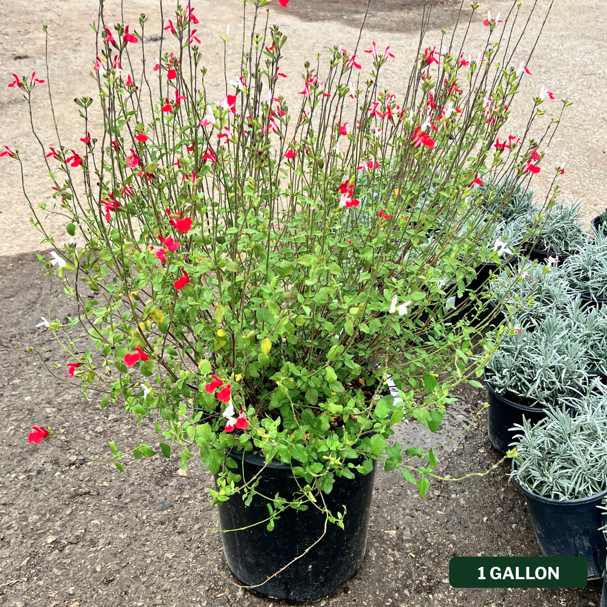 Hot Lips Sage