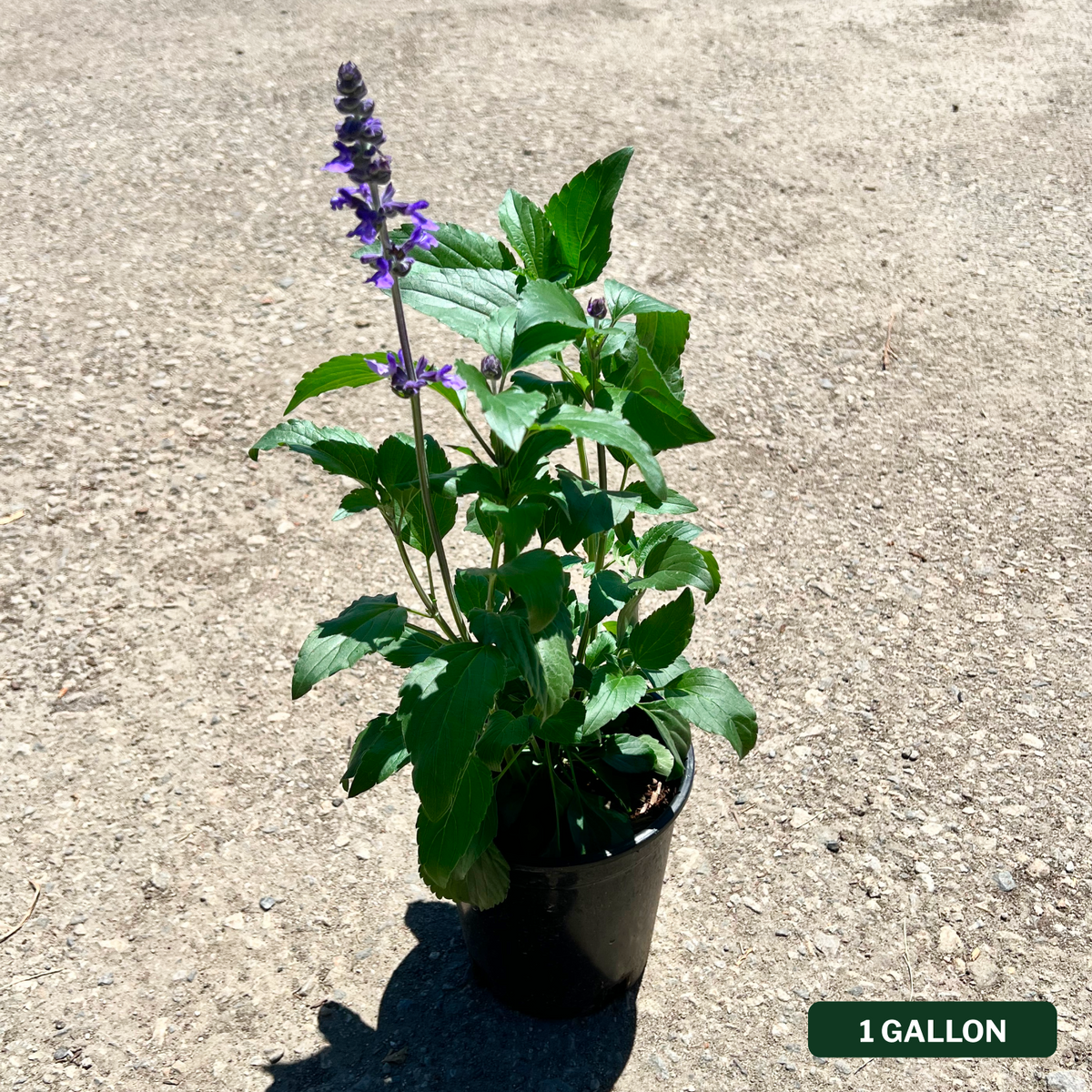 Mystic Spires Salvia