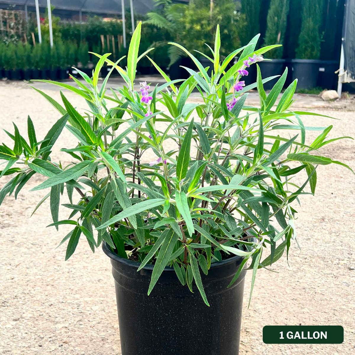 Santa Barbara Mexican Sage