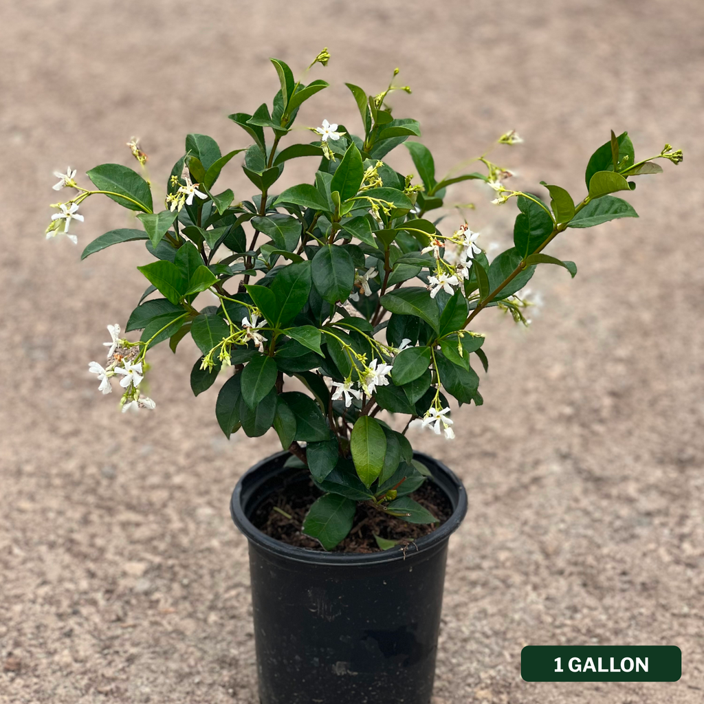 Star Jasmine Bush