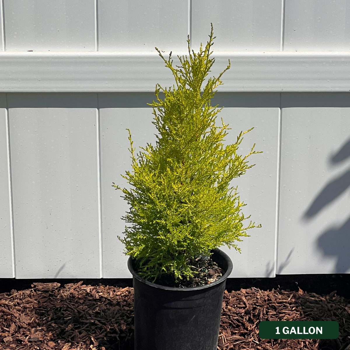 Wilma Goldcrest Cypress