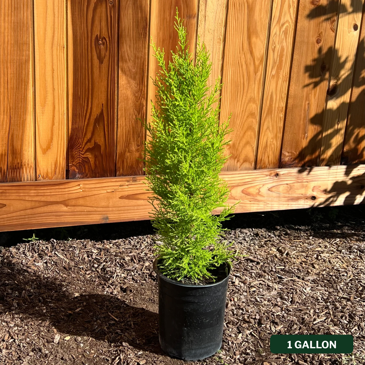 Wilma Goldcrest Cypress