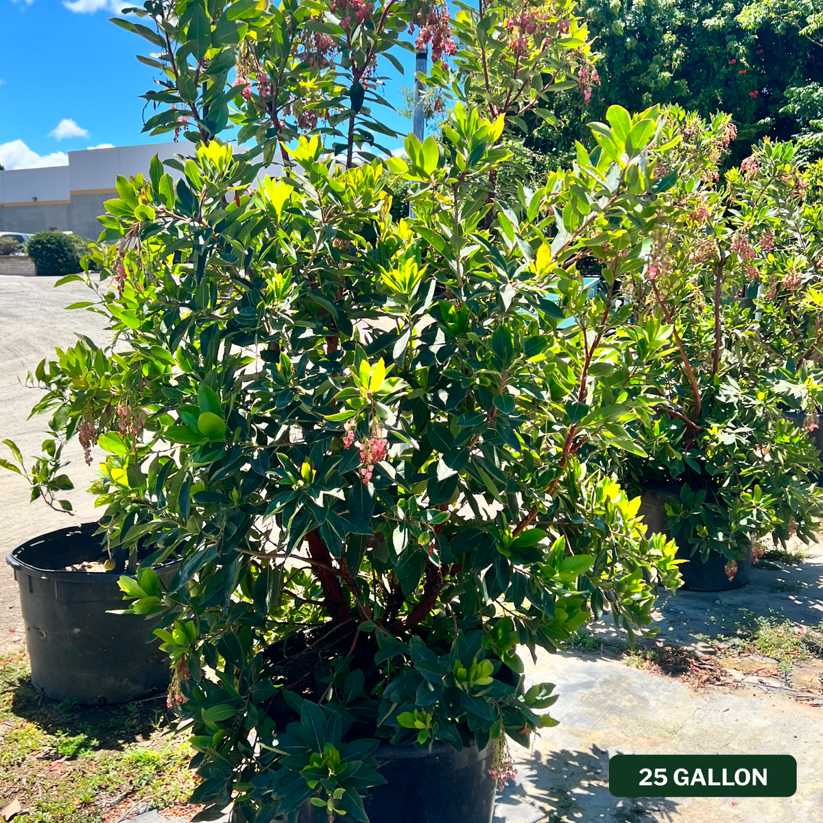 Marina Strawberry Tree Multi