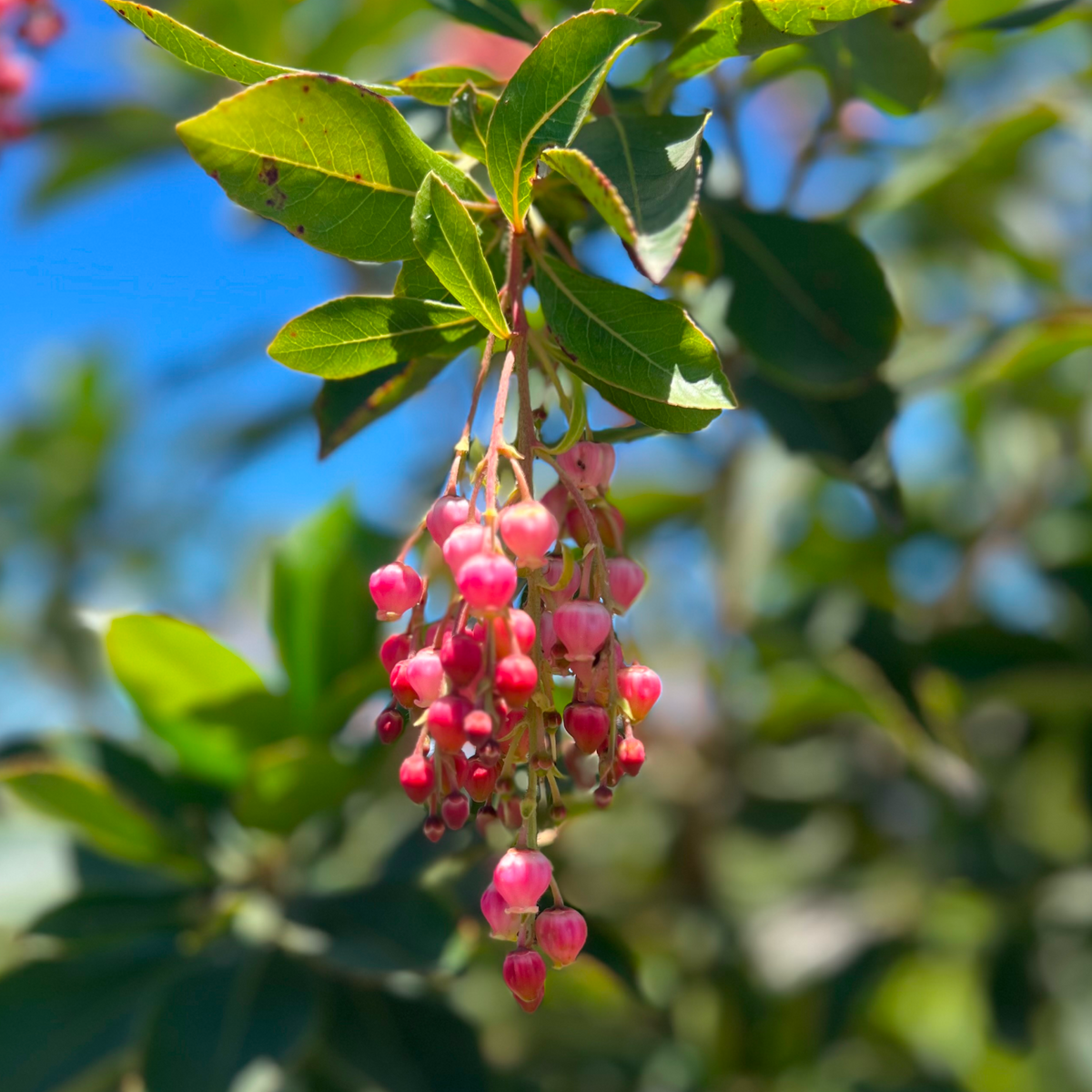 Marina Strawberry Tree Multi