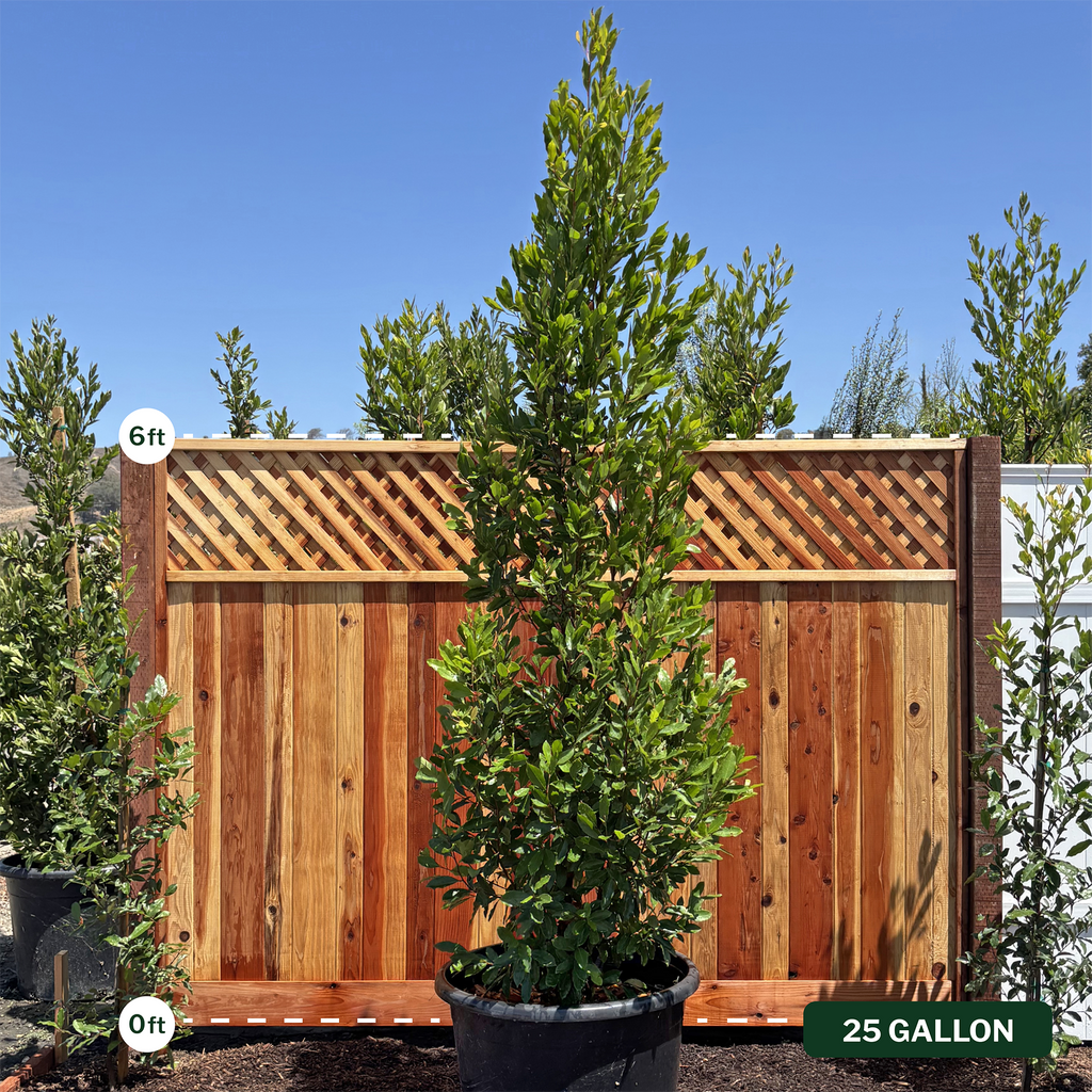 Carolina Cherry Laurel