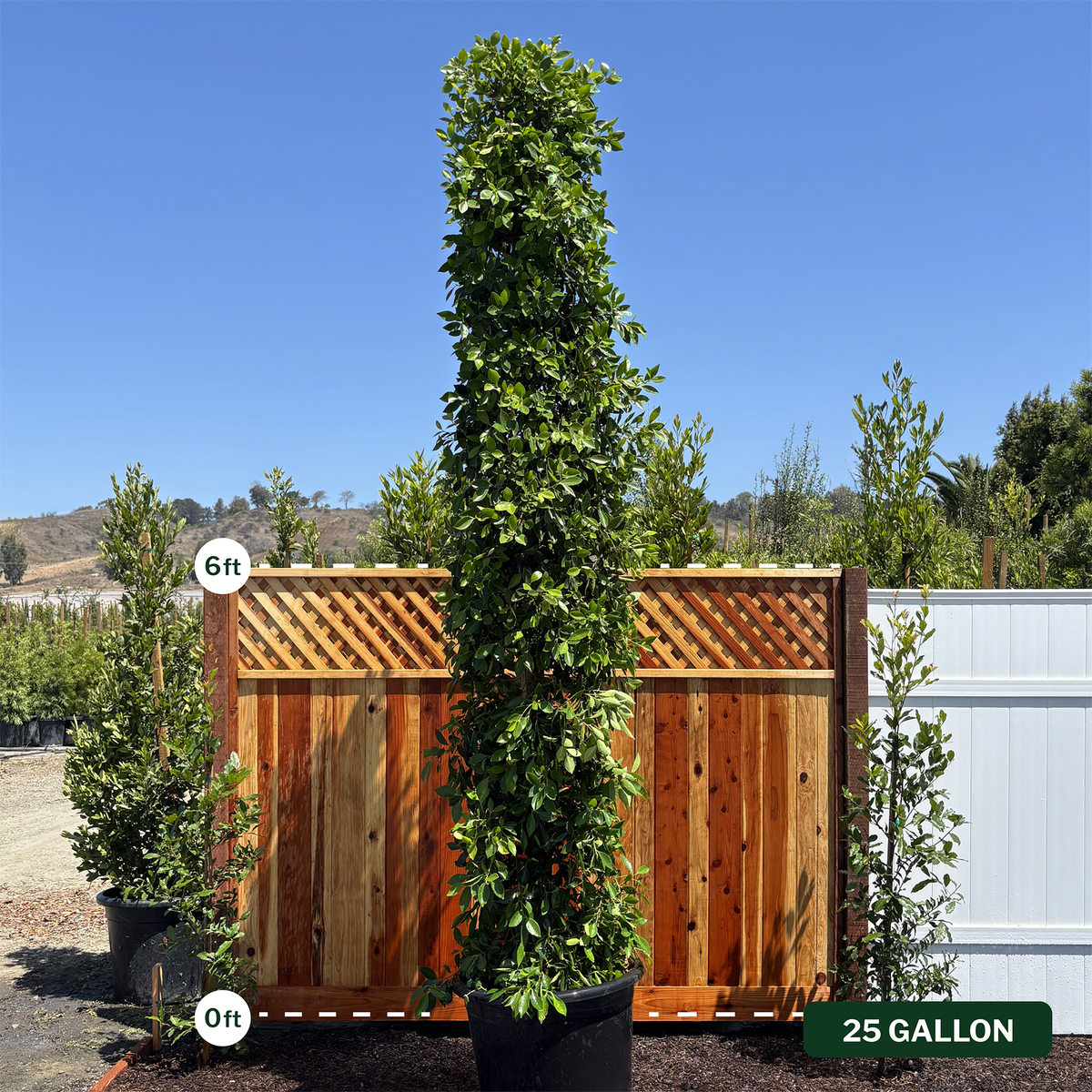 Indian Laurel