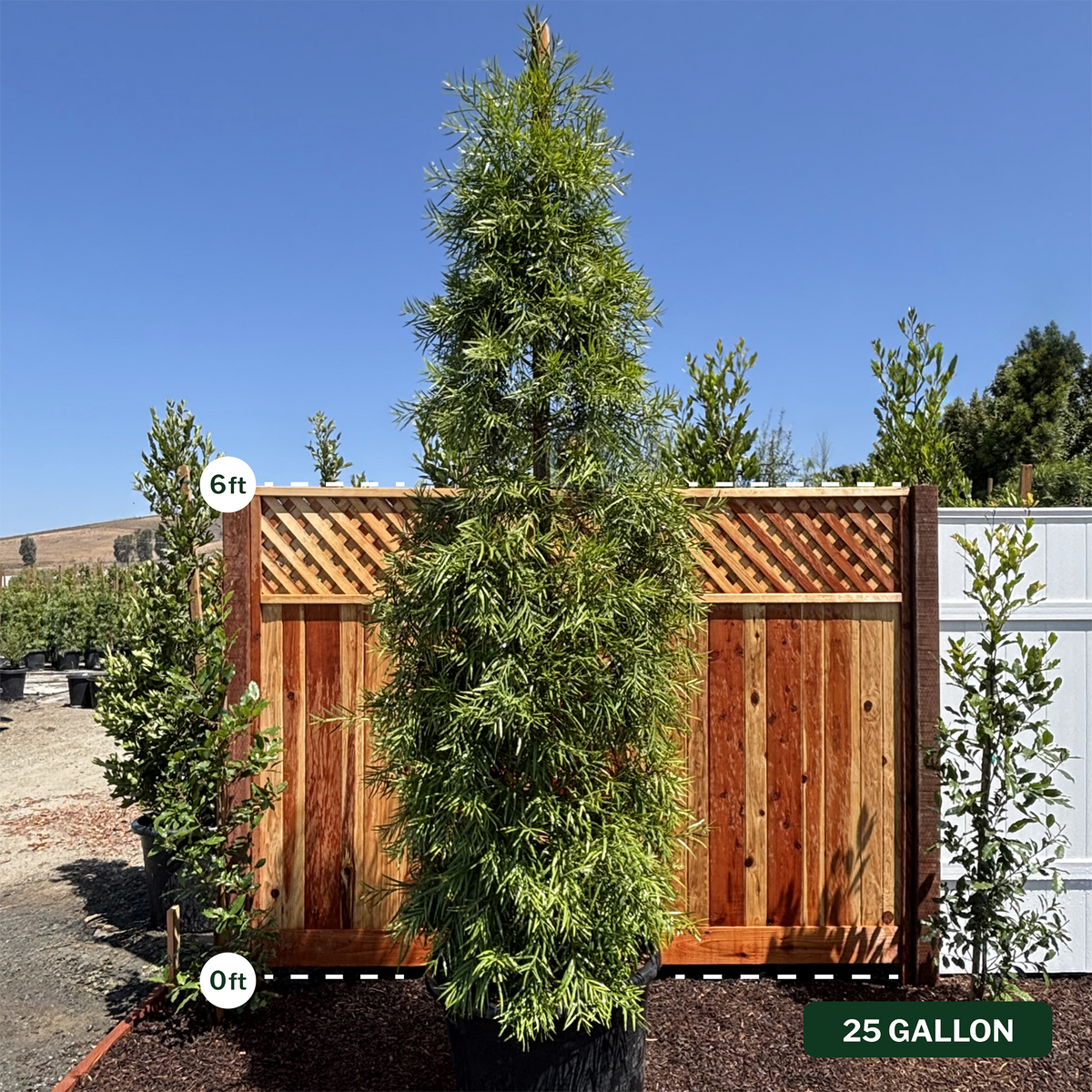 Podocarpus gracilior