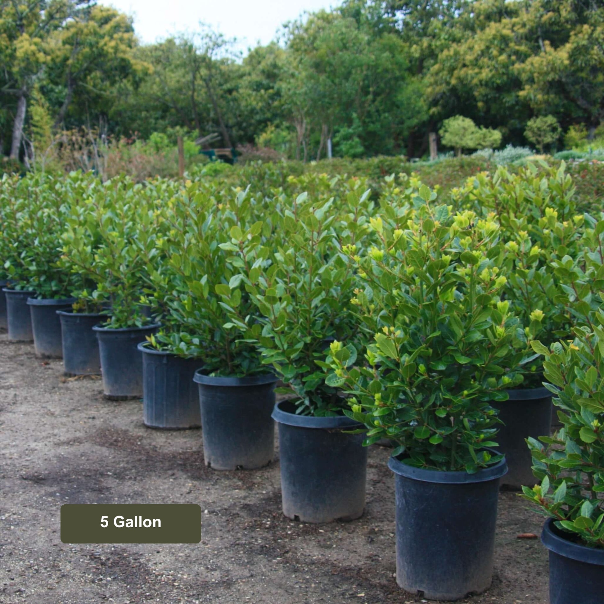 California Bay laurel , Laurus nobilis, 5 Gallon Container Size