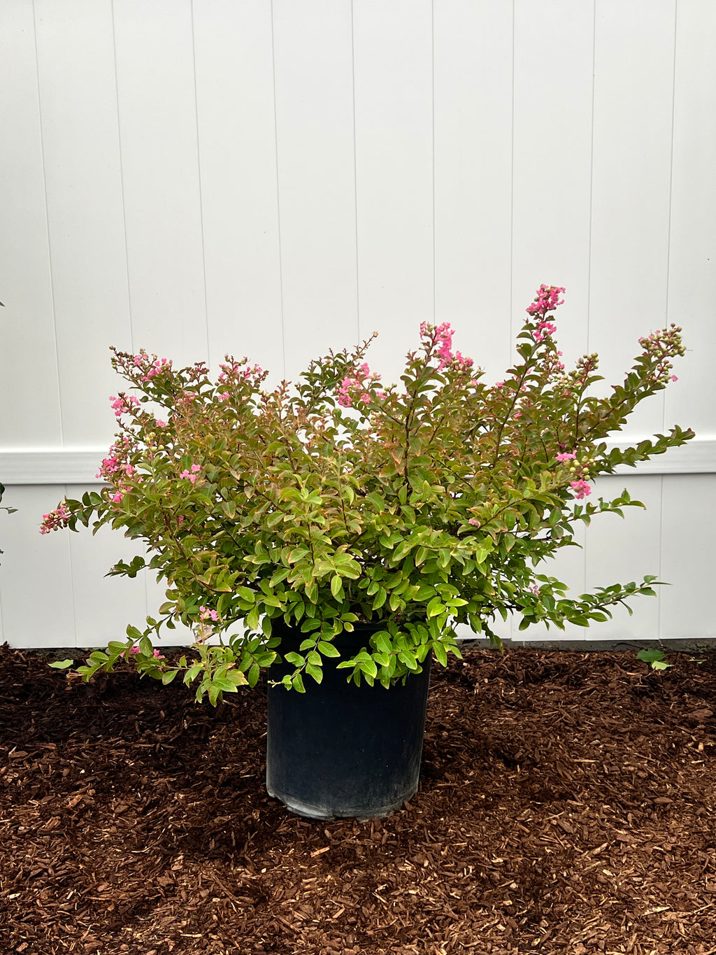 Bellini Guava Crape Myrtle in a 5 gallon nursery container