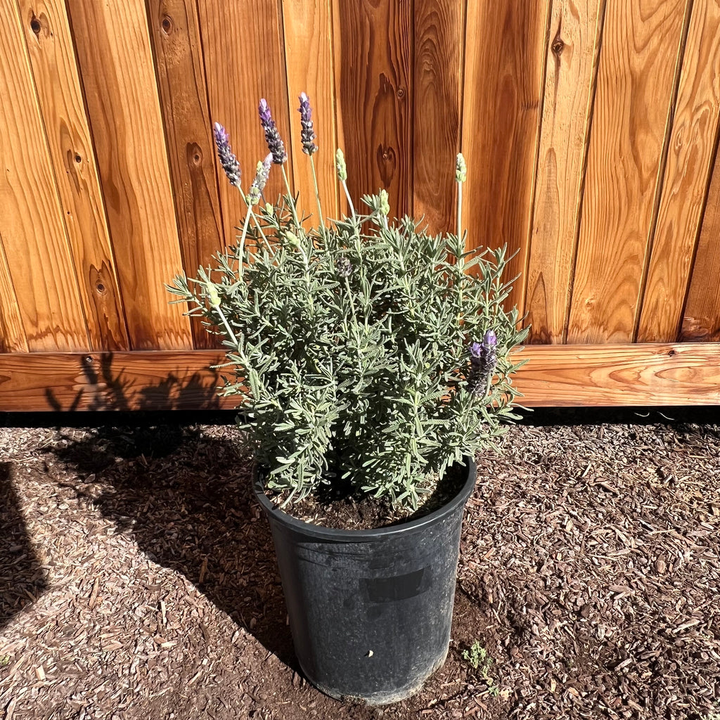 French Lavender in a 5 gallon nursery container