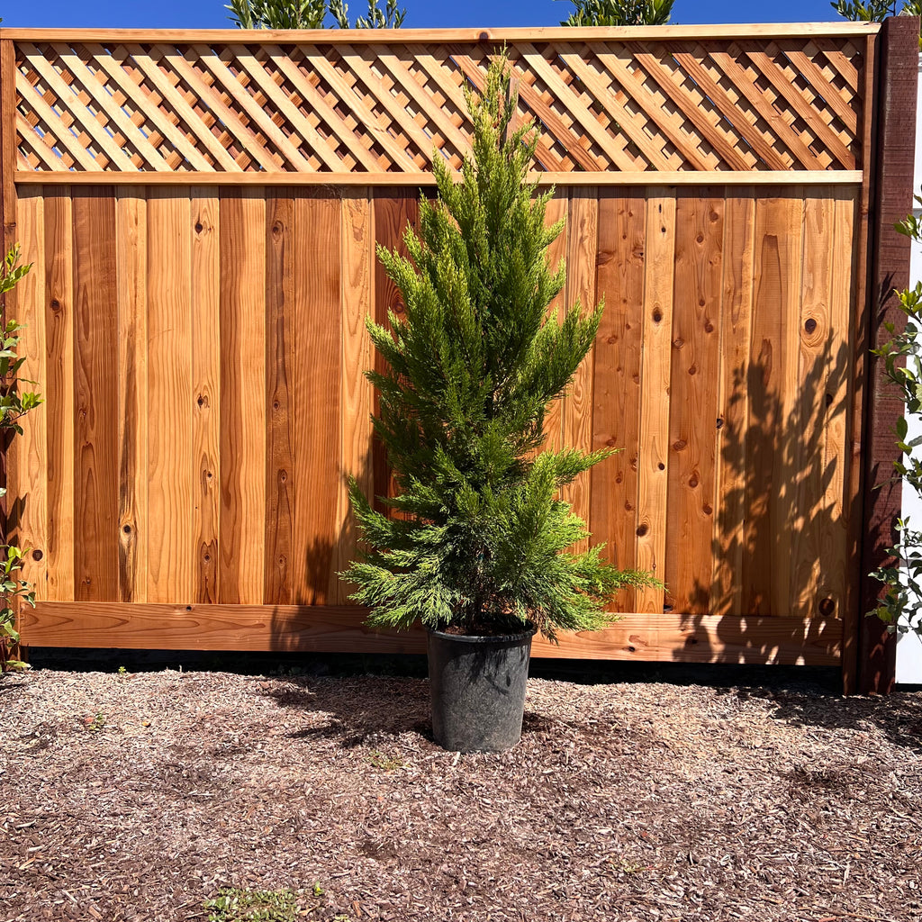 Lemon Cypress in a 5 gallon nursery container