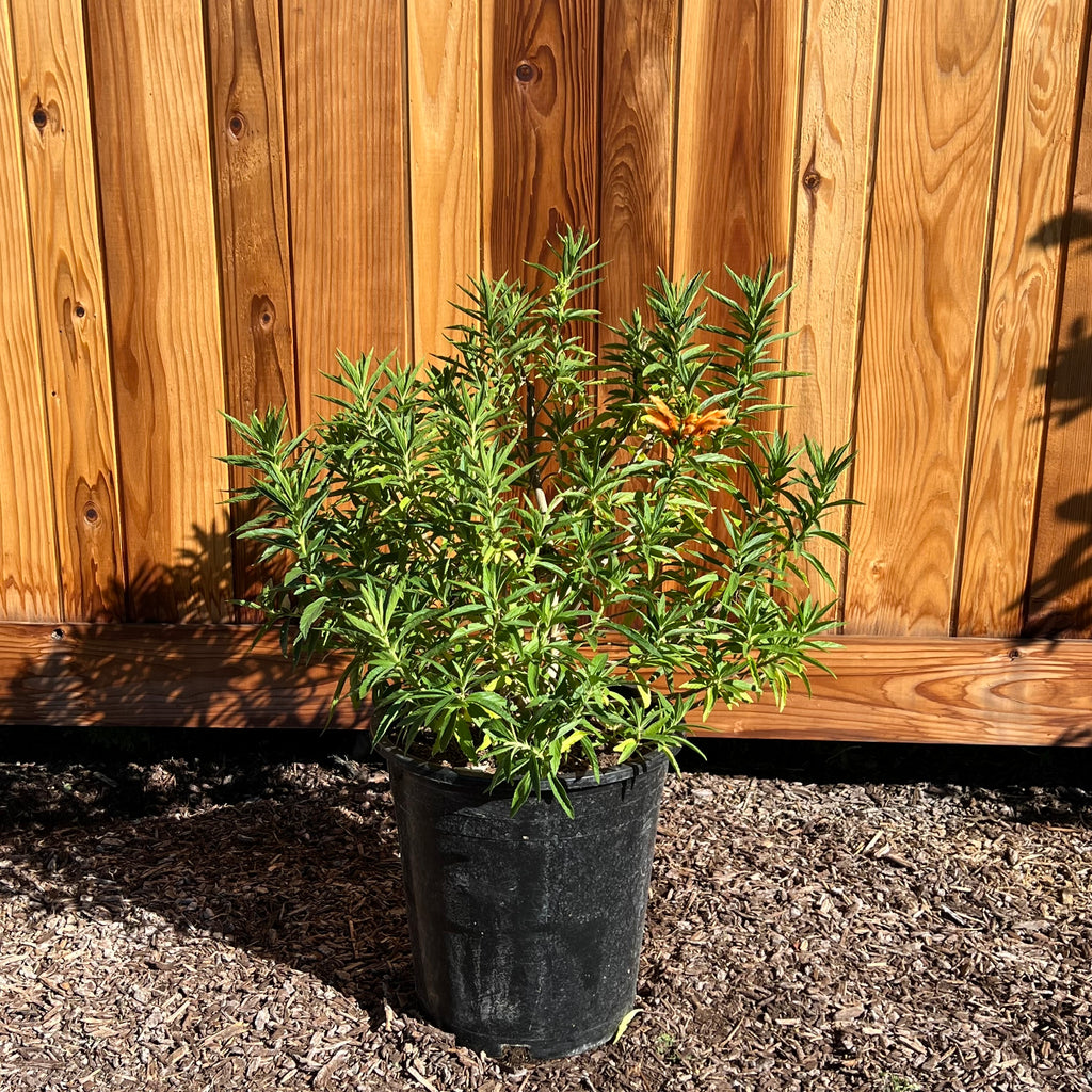 Lion's Tail in a 5 gallon nursery container