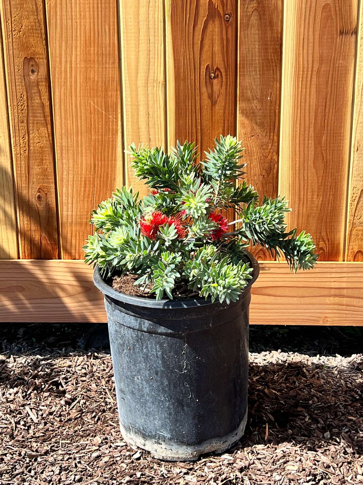 Callistemon Little John dwarf bottlebrush in a 5 gallon nursery container