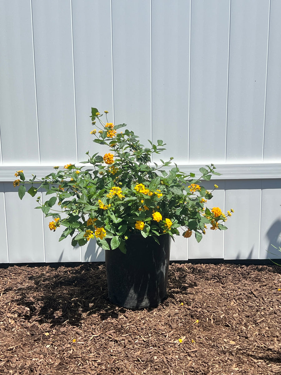 New Gold Lantana in a 5 gallon nursery container