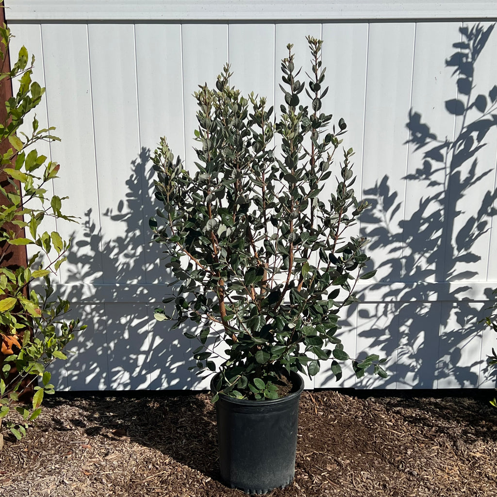 Pineapple Guava Bush in a 5 gallon nursery container