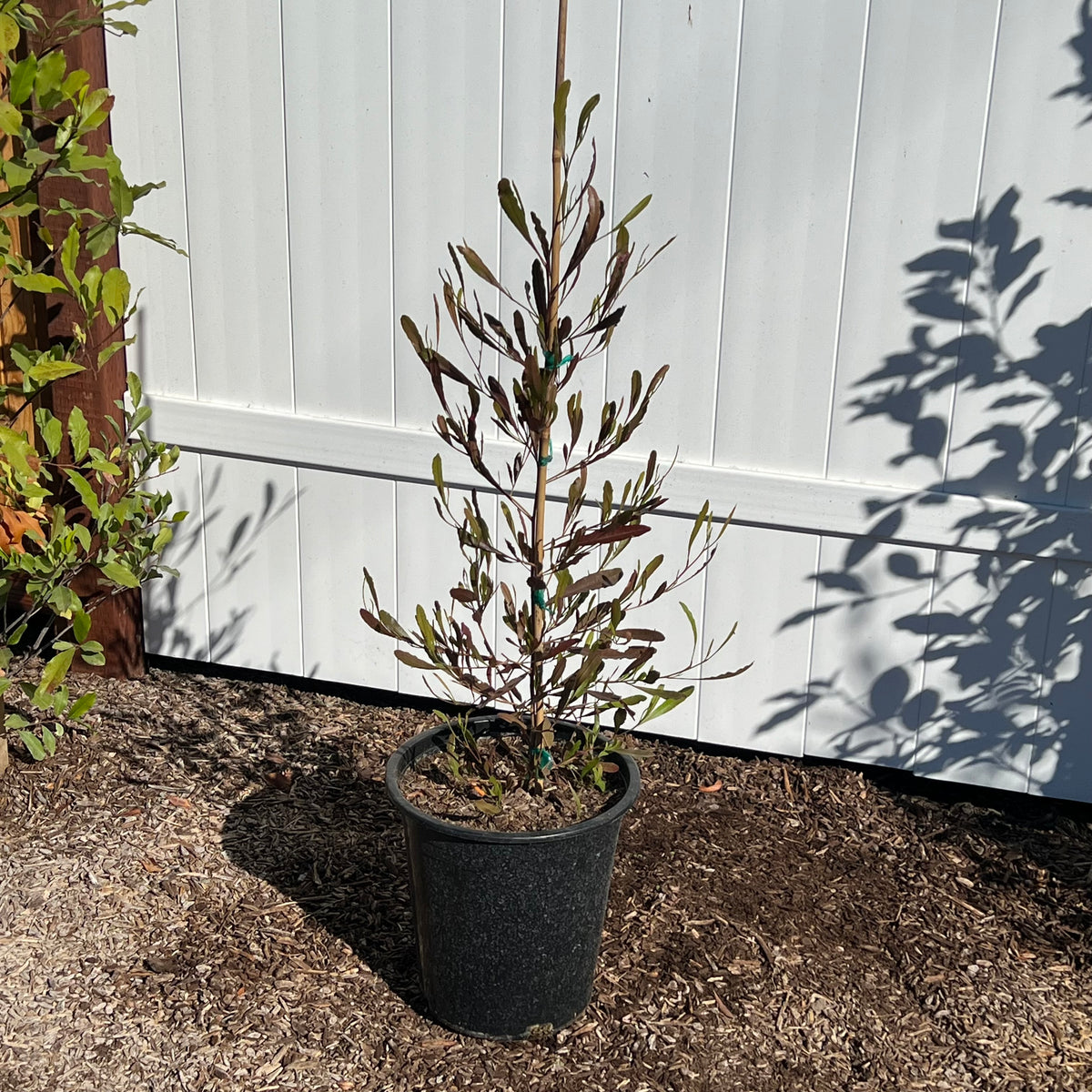 Purple Hopseed Bush in a 5 gallon nursery container