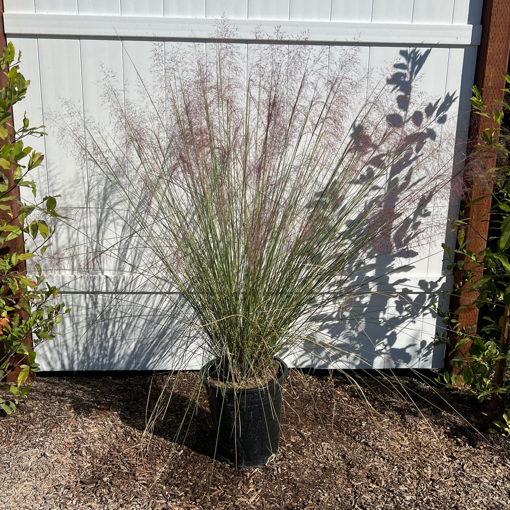 Regal Mist Pink Muhly Grass in a 5 gallon nursery container