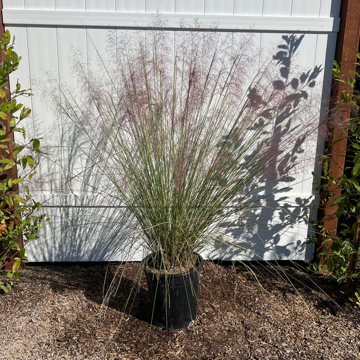 Regal Mist Pink Muhly Grass in a 5 gallon nursery container