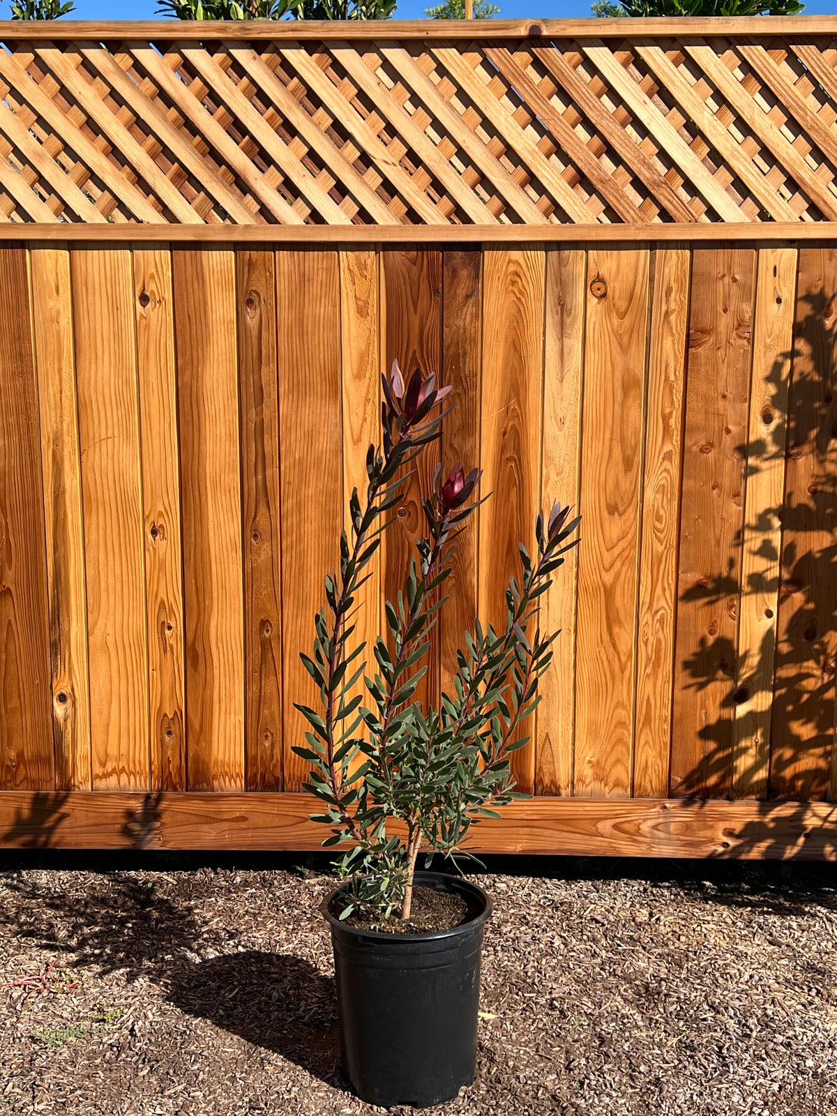 Leucadendron Safari Sunset conebush in a 5 gallon nursery container