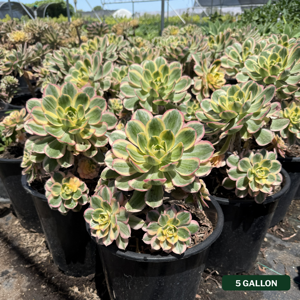 Aeonium Sunburst